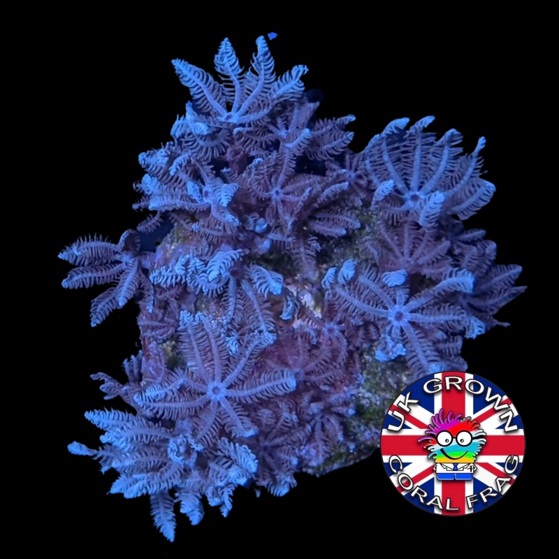 Xenia Umbellata (UK Grown)