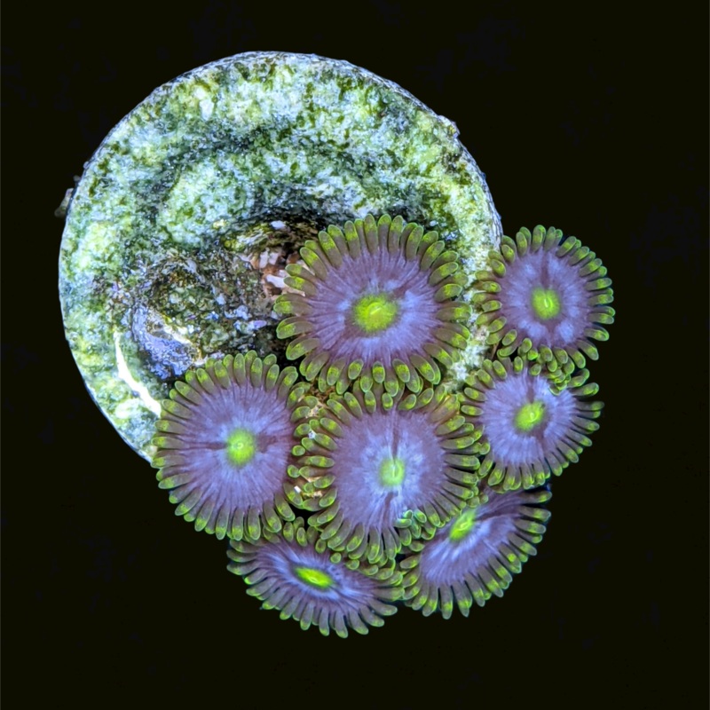 Zoa Frag