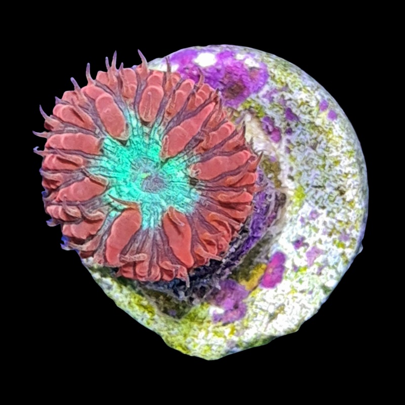 1 Head Green / Red Blastomussa