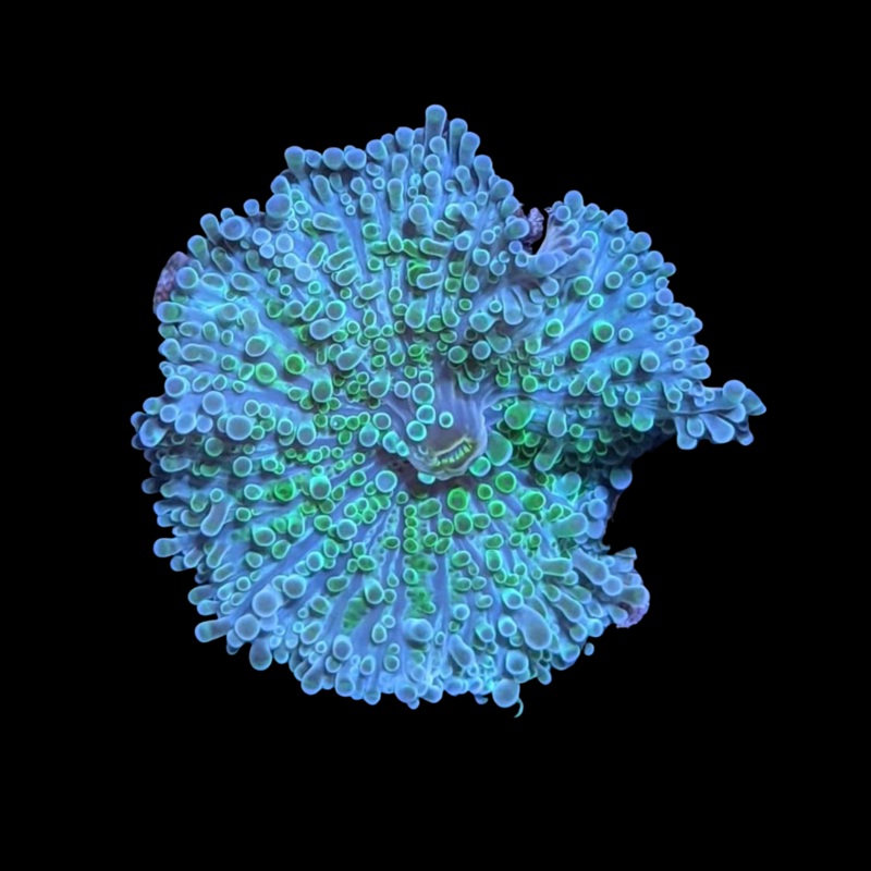 Aqua Green Rhodactis Mushroom