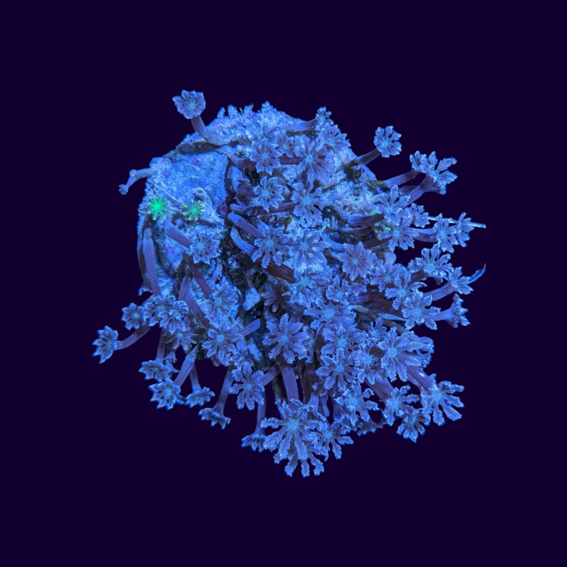 Clove Polyp Colony