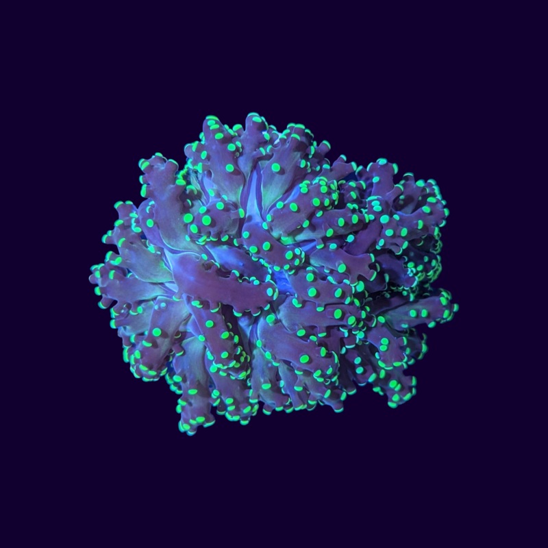 Dark Green Frogspawn