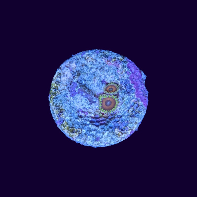 Eagle Eye Zoa Frag