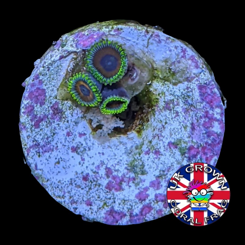 Eagle Eyes Zoa Frag (UK Grown)