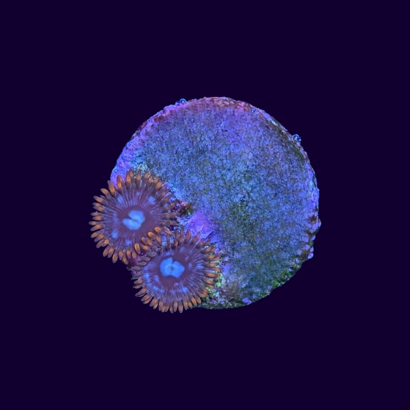 Fire and Ice Zoa Frag