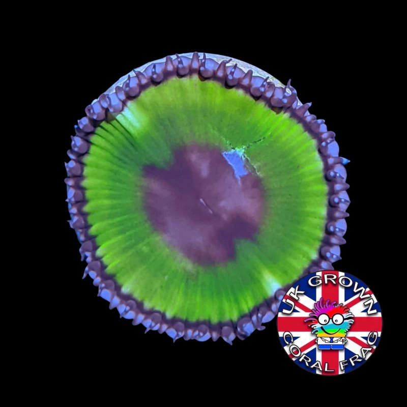 Grandis Paly Zoa Frag (UK Grown)