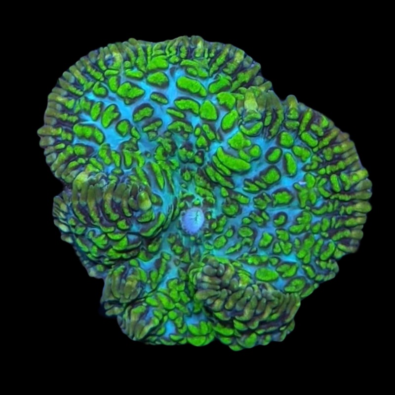 Green Mushroom