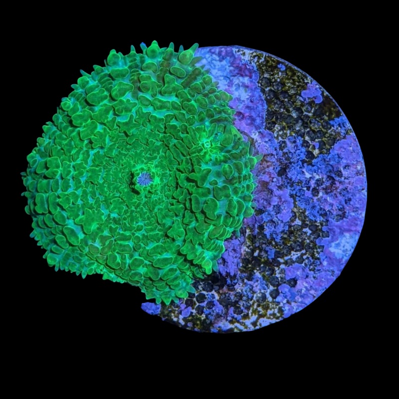Green Rhodactis Mushroom
