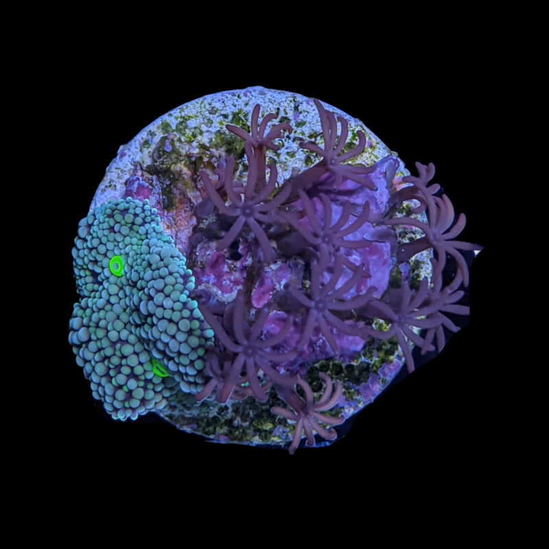 Green Ricordea Florida & star polyps