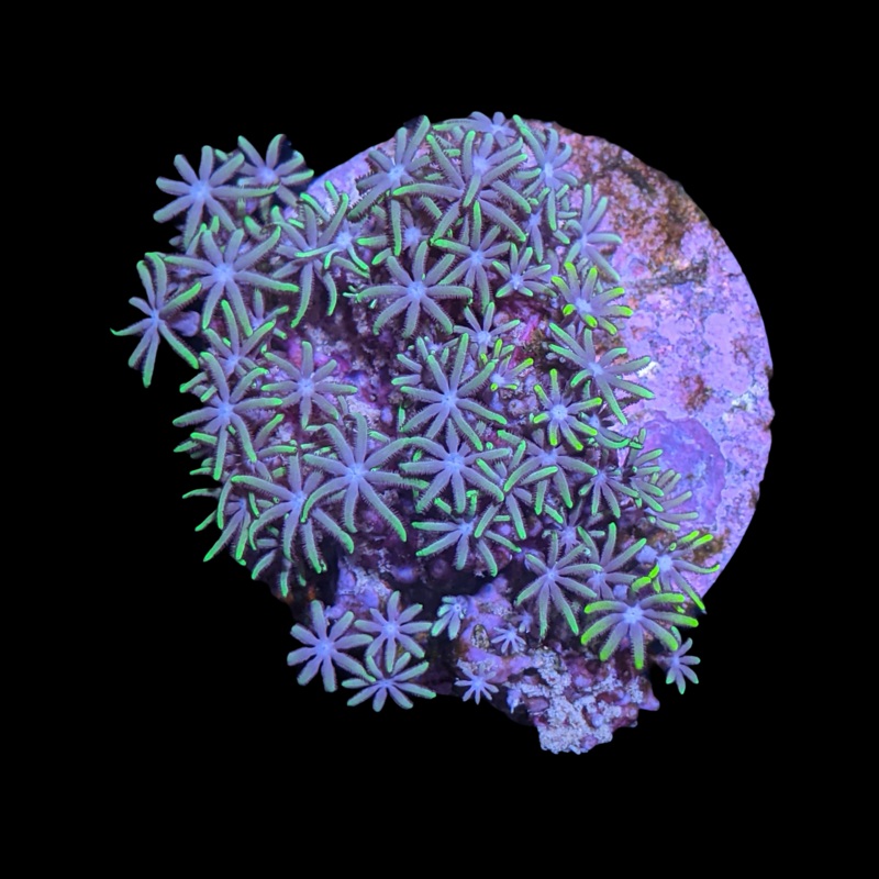 Green Star Polyps (Standard Plug)