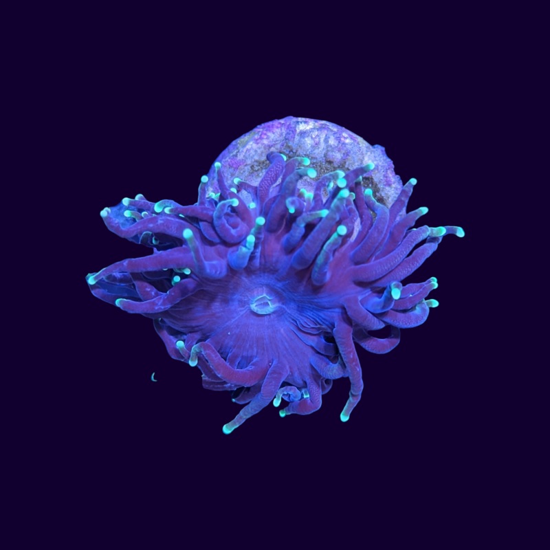 Green Tip Torch Frag - 1 Head