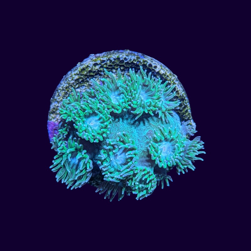 Green Turbinaria Peltata (Cup Coral)
