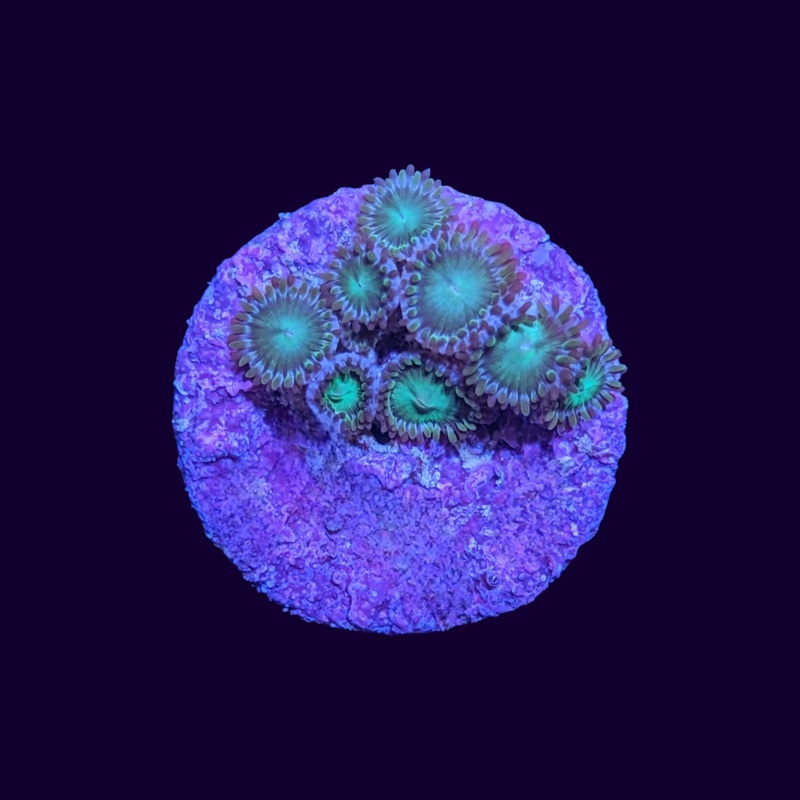 Green Zoas Frag