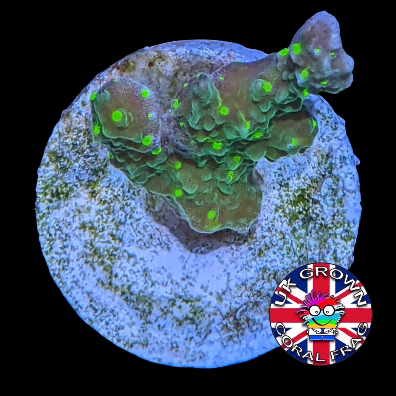 Hirsuta Montipora (UK Grown)