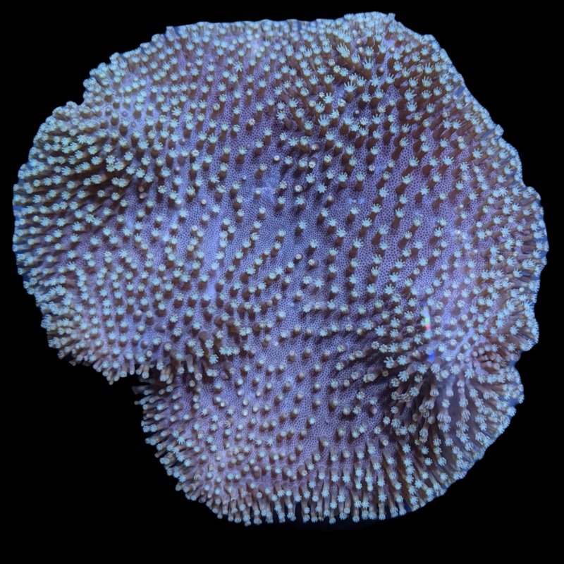 Large Green Polyp Toadstool Leather Colony