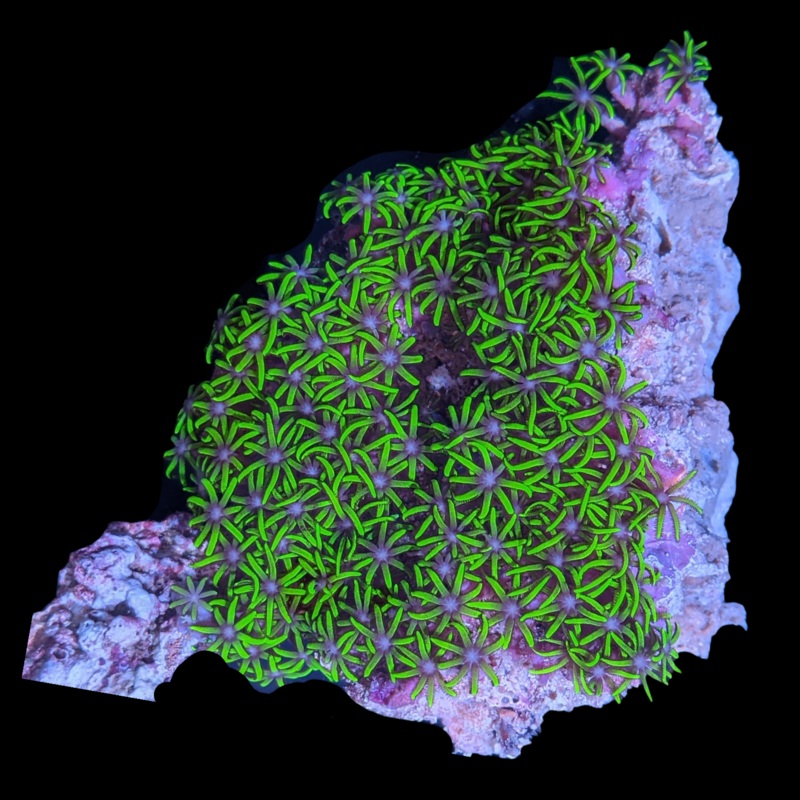 Mini Colony Star Polyps
