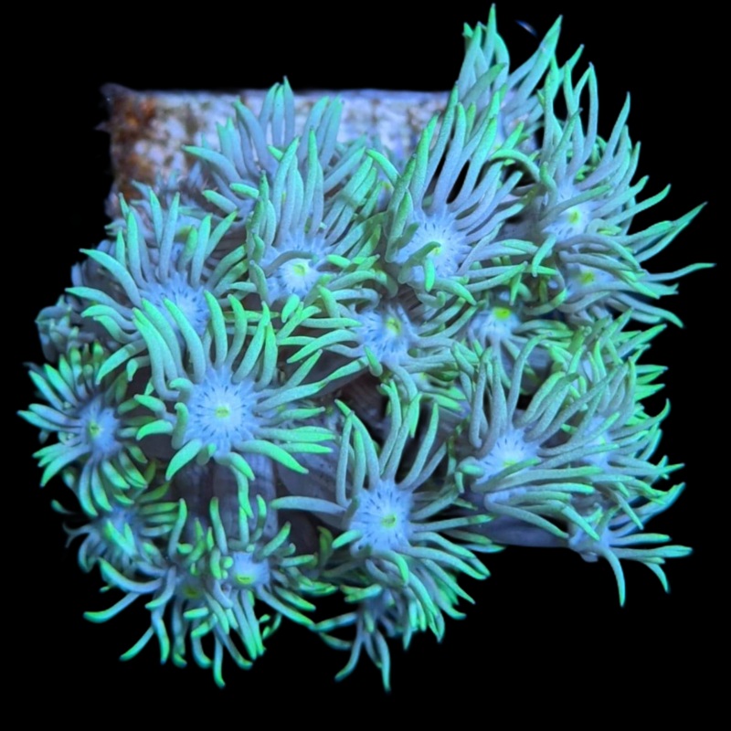 Mint Green Goniopora