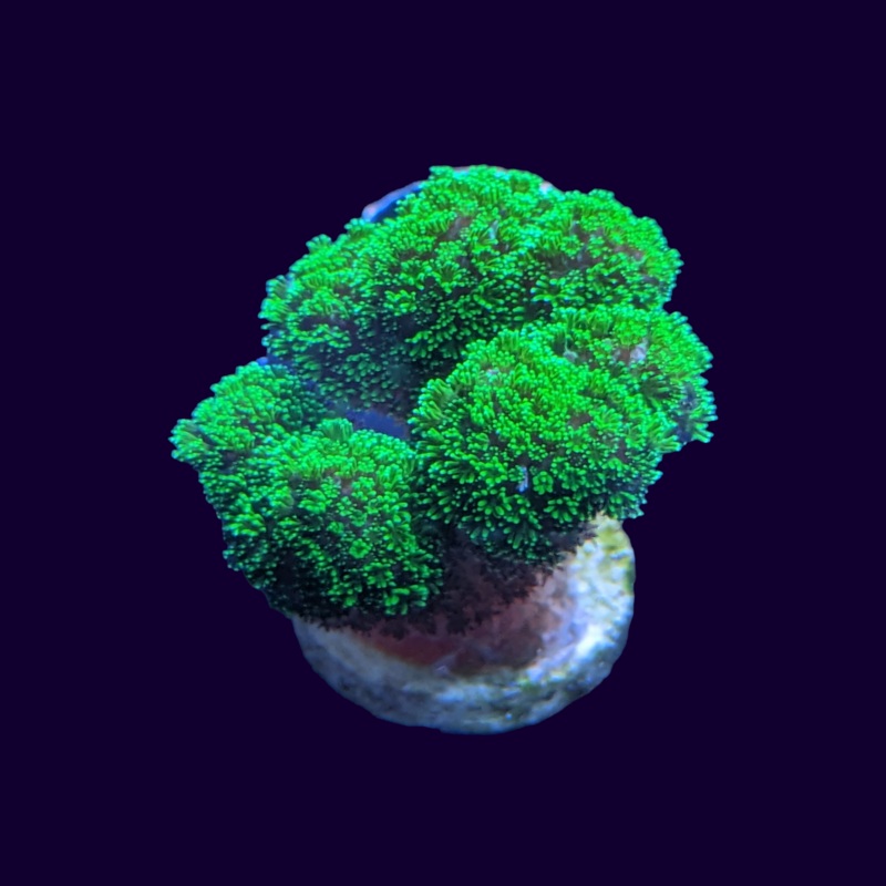 Neon Green Pocillopora Frag