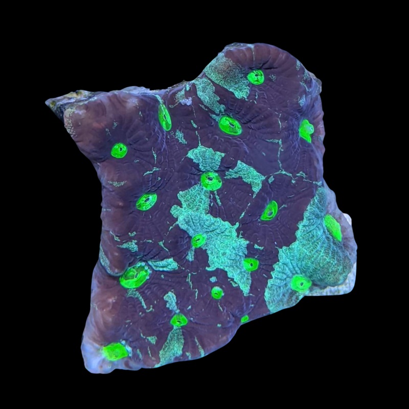 Oil Spill Favites Pentagona War Coral