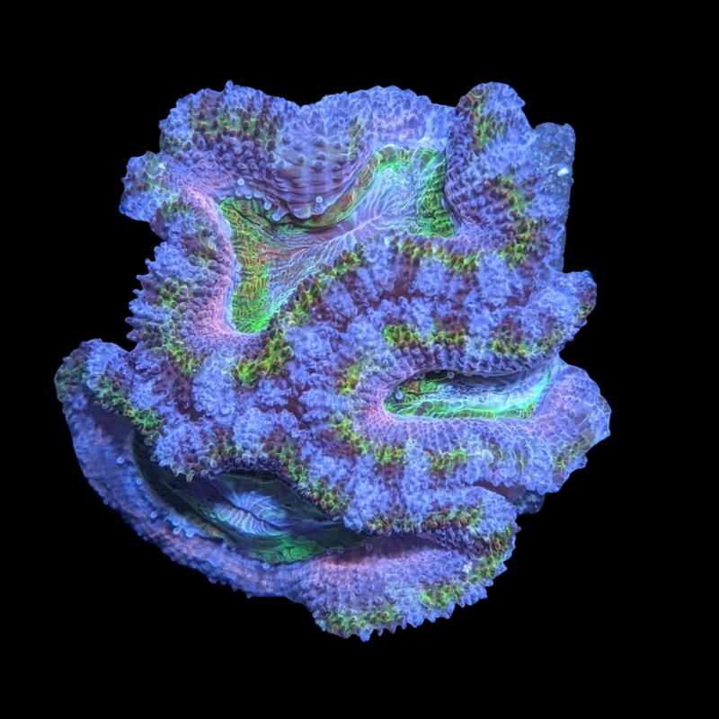 Rainbow Acanthastrea Lordhowensi