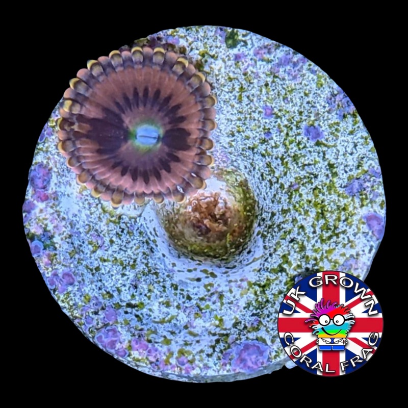 Rare Pink Hooters Zoa Frag (UK Grown)