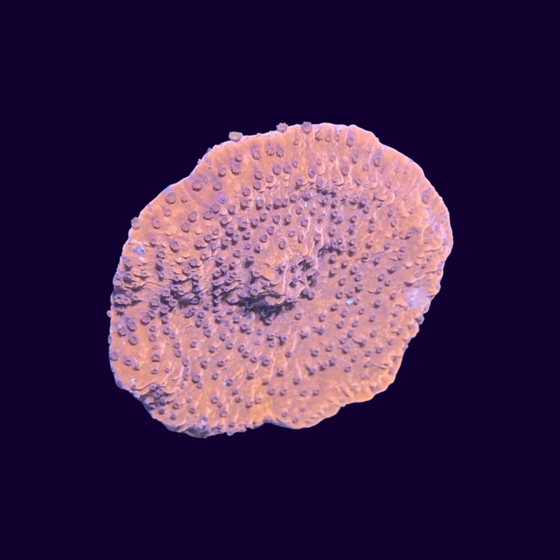 Red Montipora Frag Large