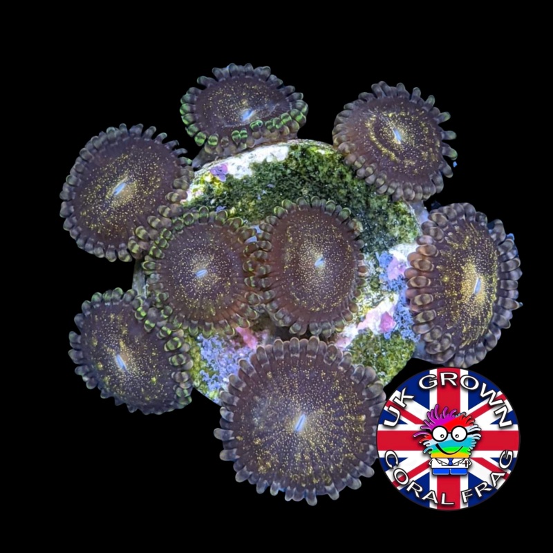 Reverse Space Monster Zoa Frag (UK Grown)