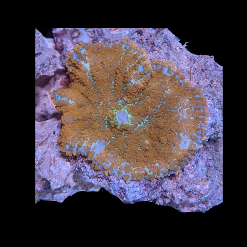 Rhodactis Inchoat Rusty Mushroom