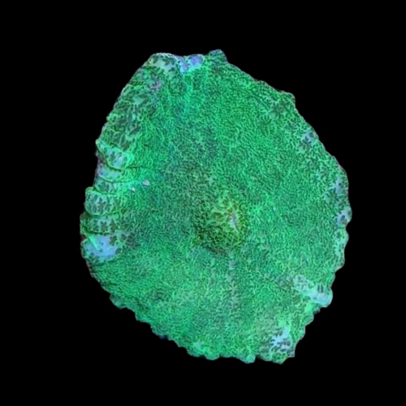 Rhodactis Indosinensis-Green Mushroom