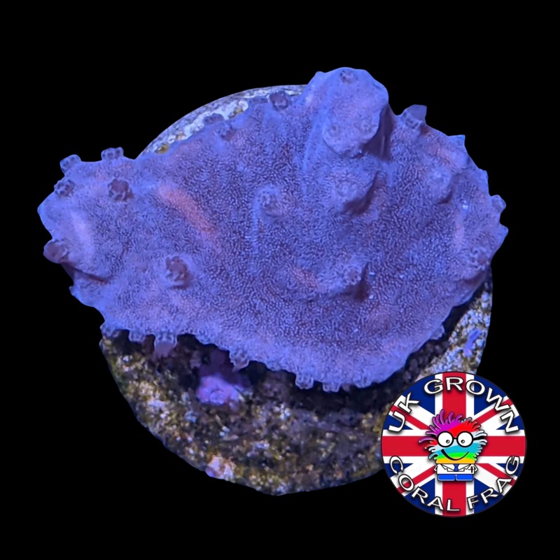 Sinularia Dura (UK Grown)