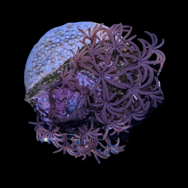 Star Polyps (Large Plug)