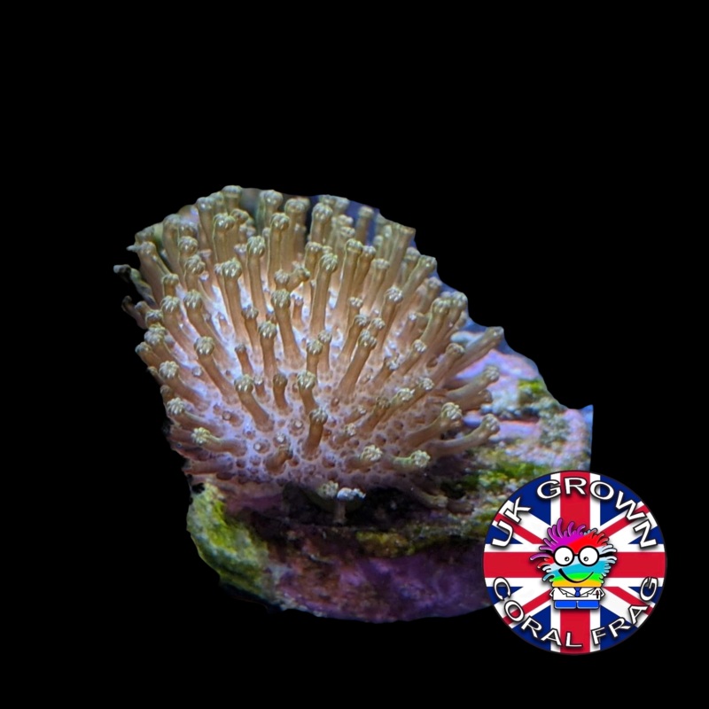 Toadstool (UK Grown)