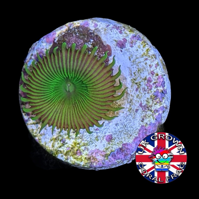 Toxic Green Paly Zoa Frag (UK Grown)