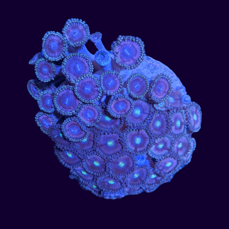 Zoa Colony - Collection Only