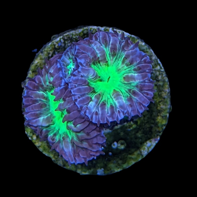 2 Head Grey & Green Blastomussa