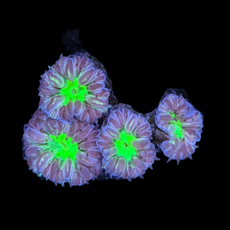 4 Head Blastomussa Merletti (UK Grown)
