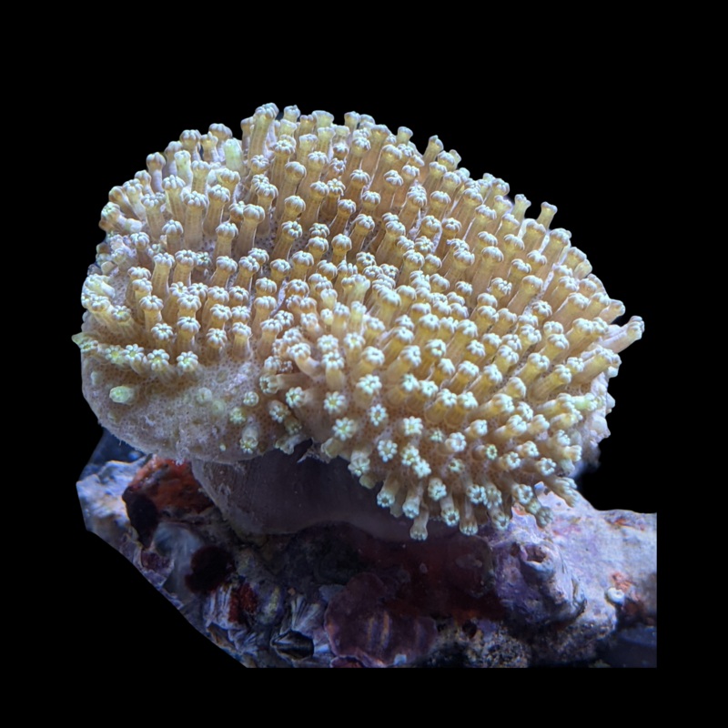 Aquacultured Indonesian Toadstool Frag