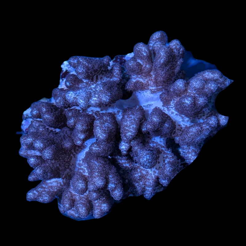 Aquacultured Nephthea Leather Colony