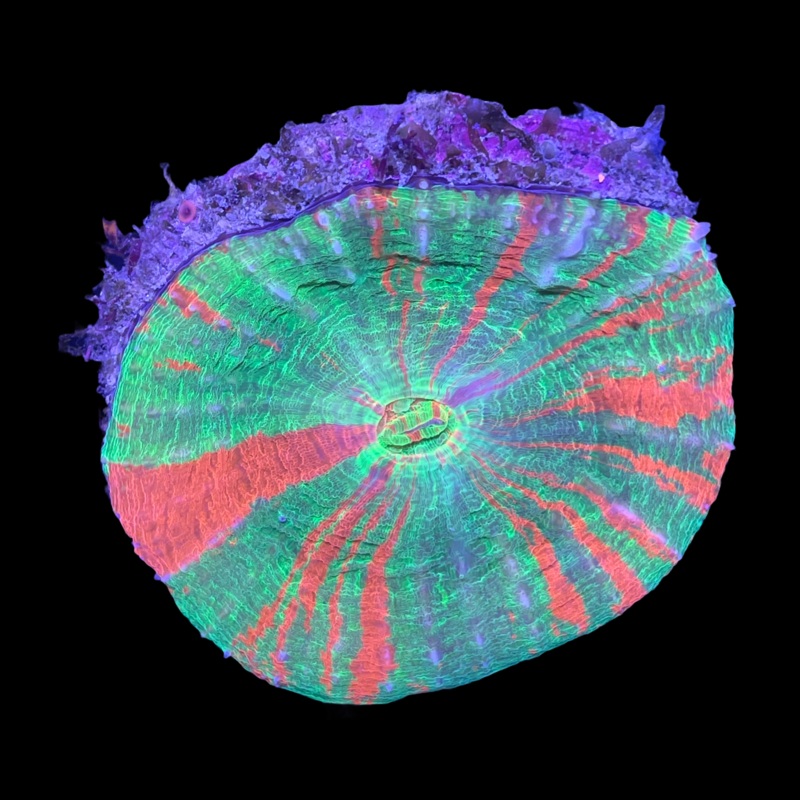 Australian Bleeding Apple Scolymia (Collection Only)