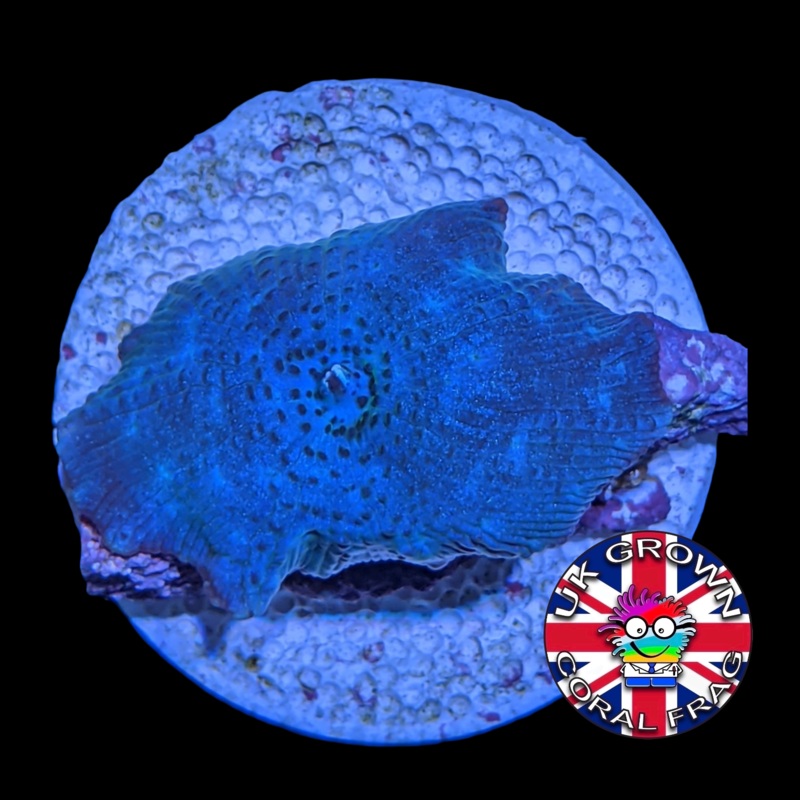 Blue Mushroom (UK Grown)
