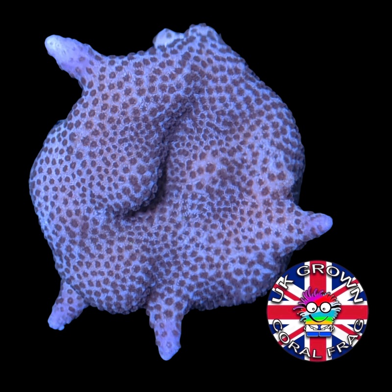 Brown Montipora digitata (UK Grown)