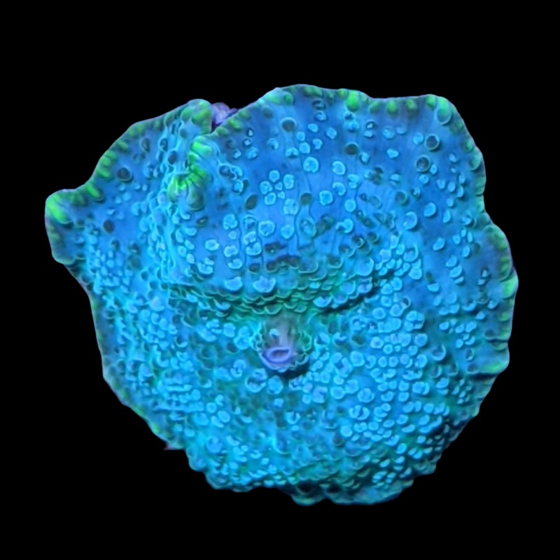 Discosoma Mushroom