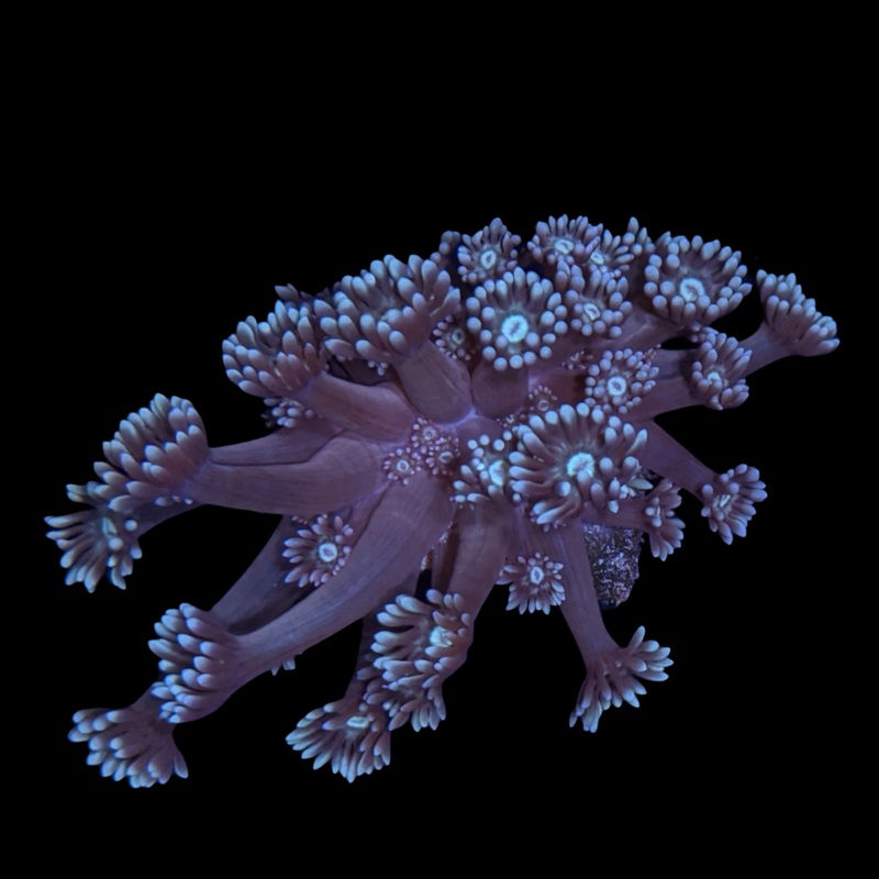 Green Goniopora