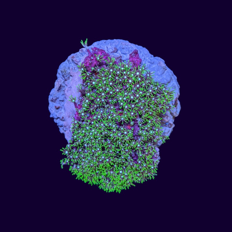Green Star Polyp Colony
