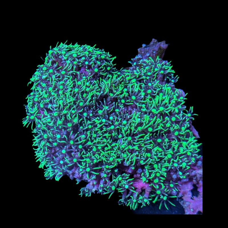 Indoneasian Aquacultured Star Polyps colony