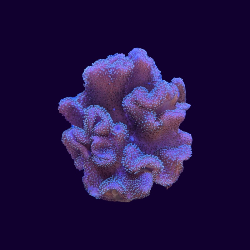 Lobophytum Aussie Green Polyp Leather