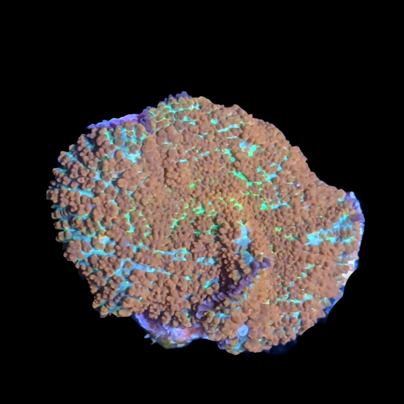 Orange Rhodactis Mushroom