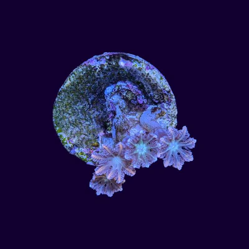 Orange Tipped Clove Polyps