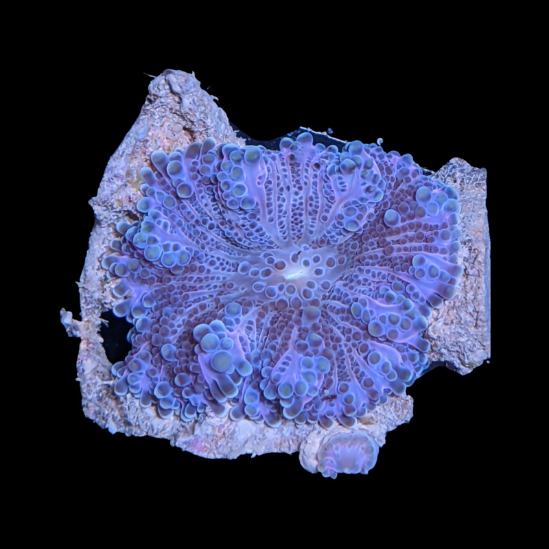 Pink Flex Ricordia Yuma Mushroom