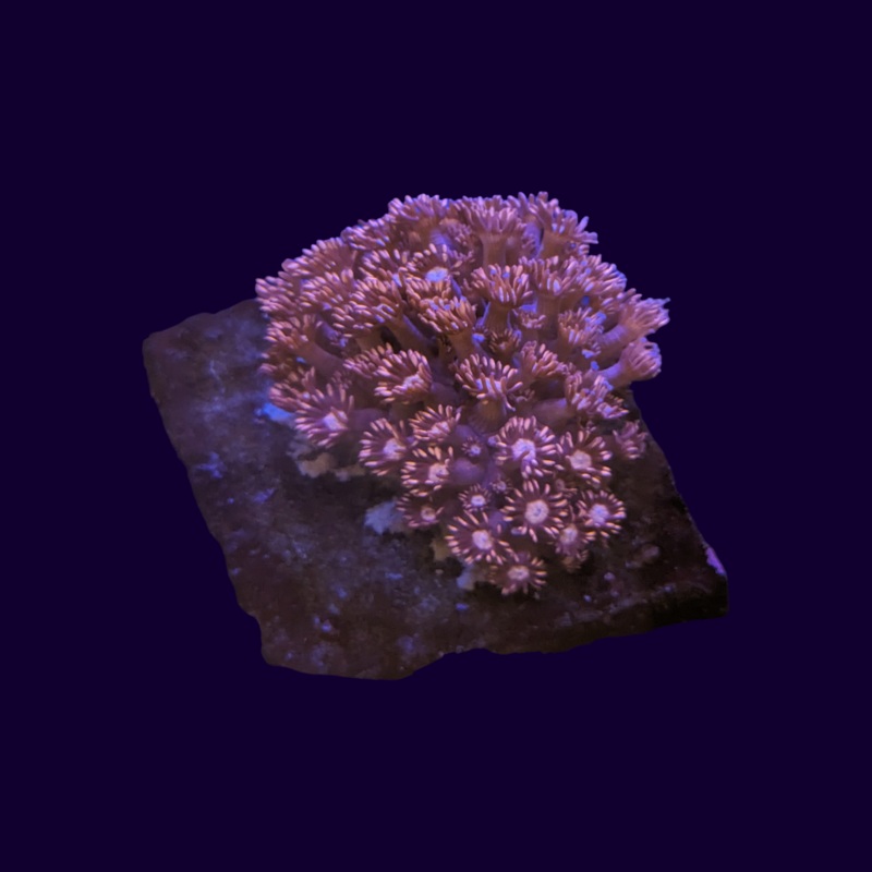 Pink Goniopora Colony